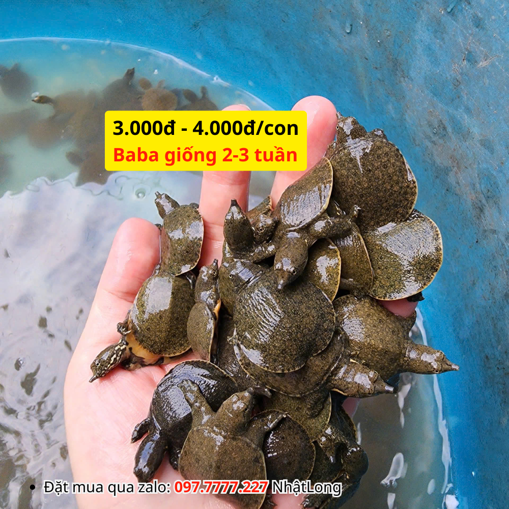 Baba giống 3000đ - 4000đ/con