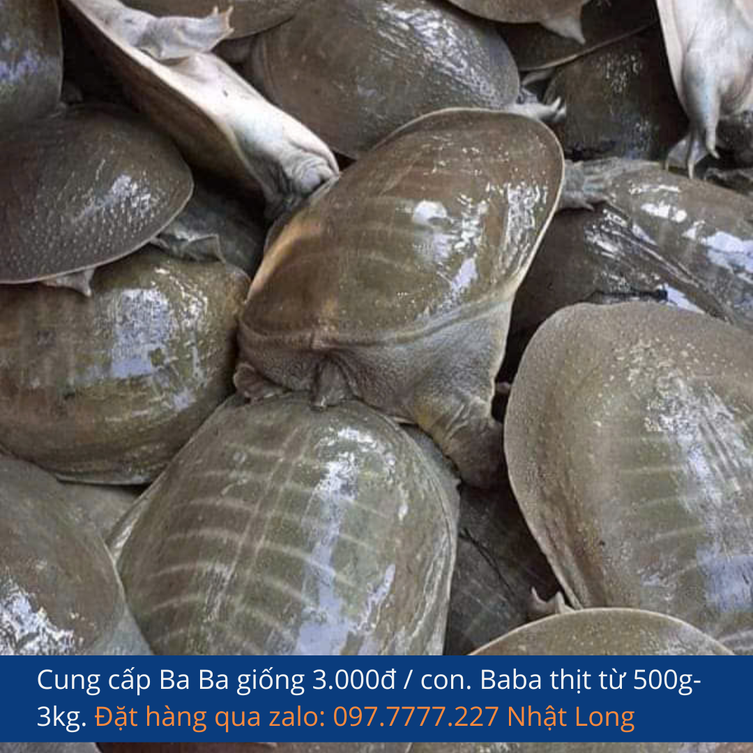 Hướng dẫn nuôi baba cho người mới bắt đầu