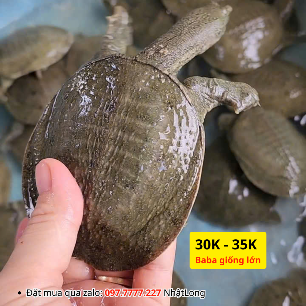 Baba giống size lớn 30.000đ - 35.000đ / con