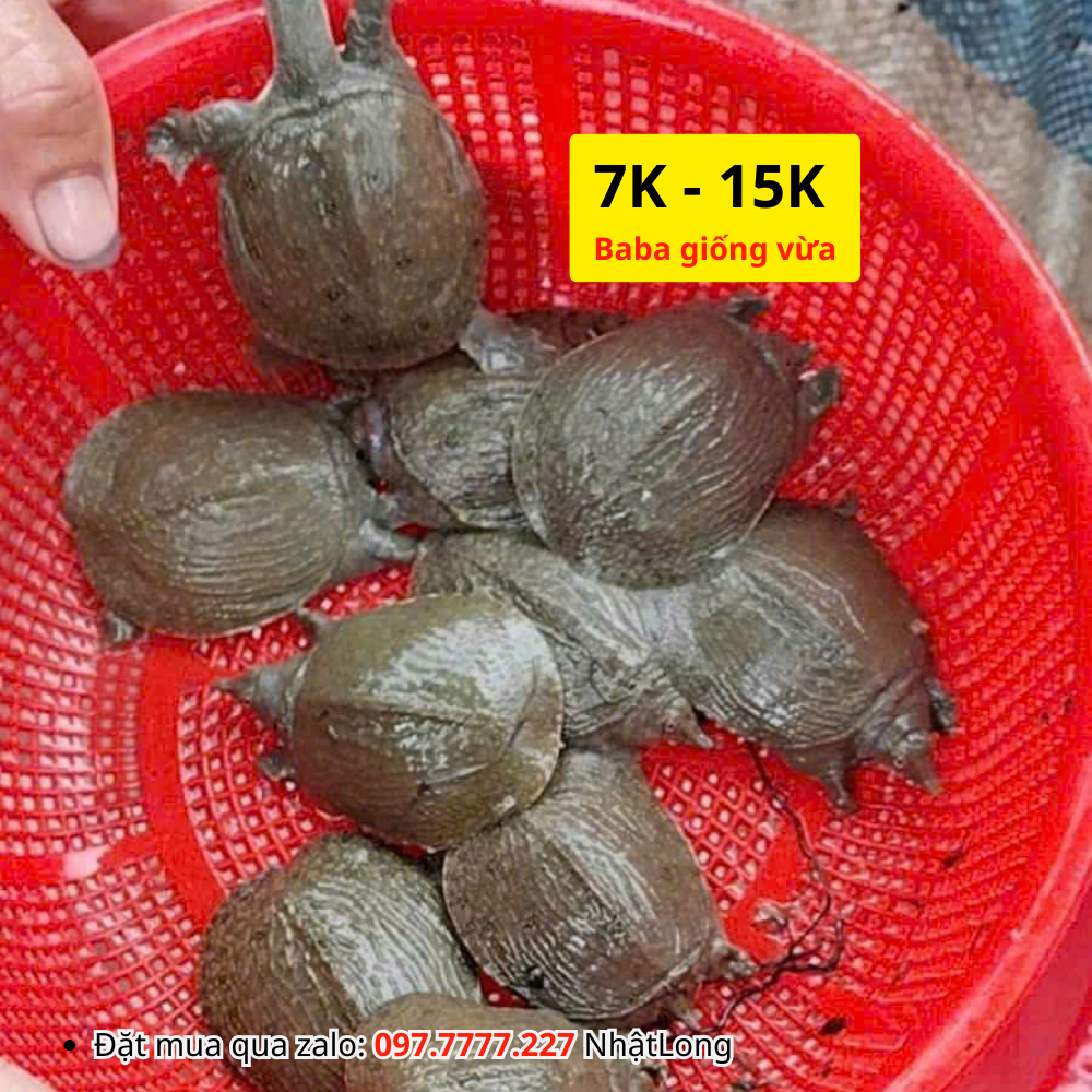 Ba Ba giống loại 7.000đ - 15.000đ / con