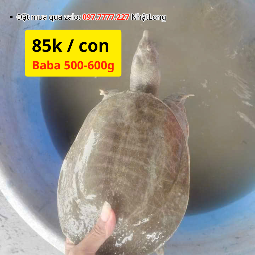 Baba 500g - 600g chỉ 85k / con