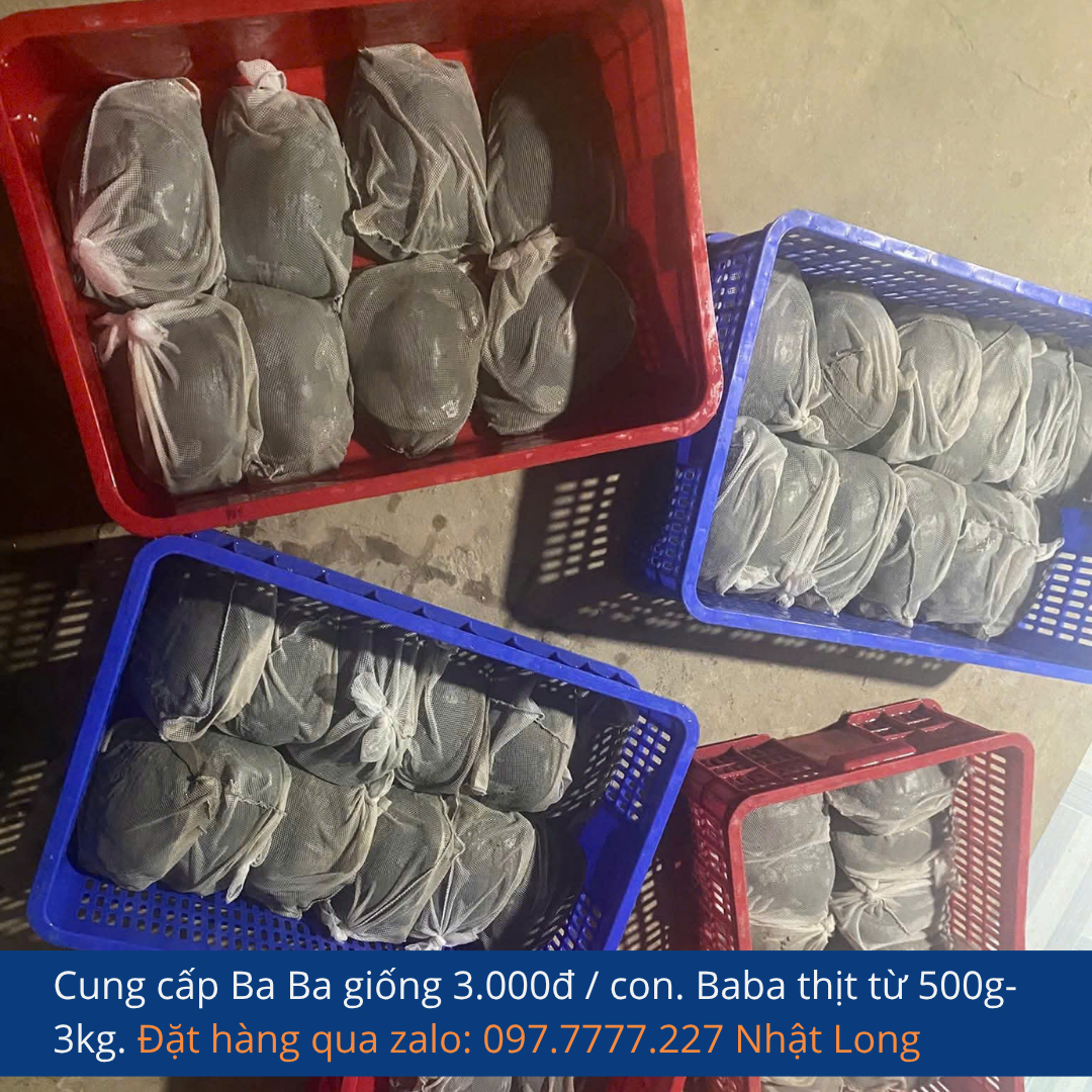 Sử dụng Tetracyclin cho 50 con ba ba giống 1 tuần tuổi