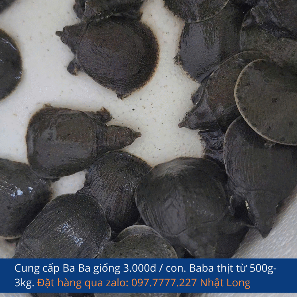 Dưới đây là hướng dẫn nuôi ba ba