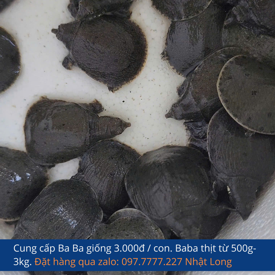 Dưới đây là hướng dẫn nuôi ba ba