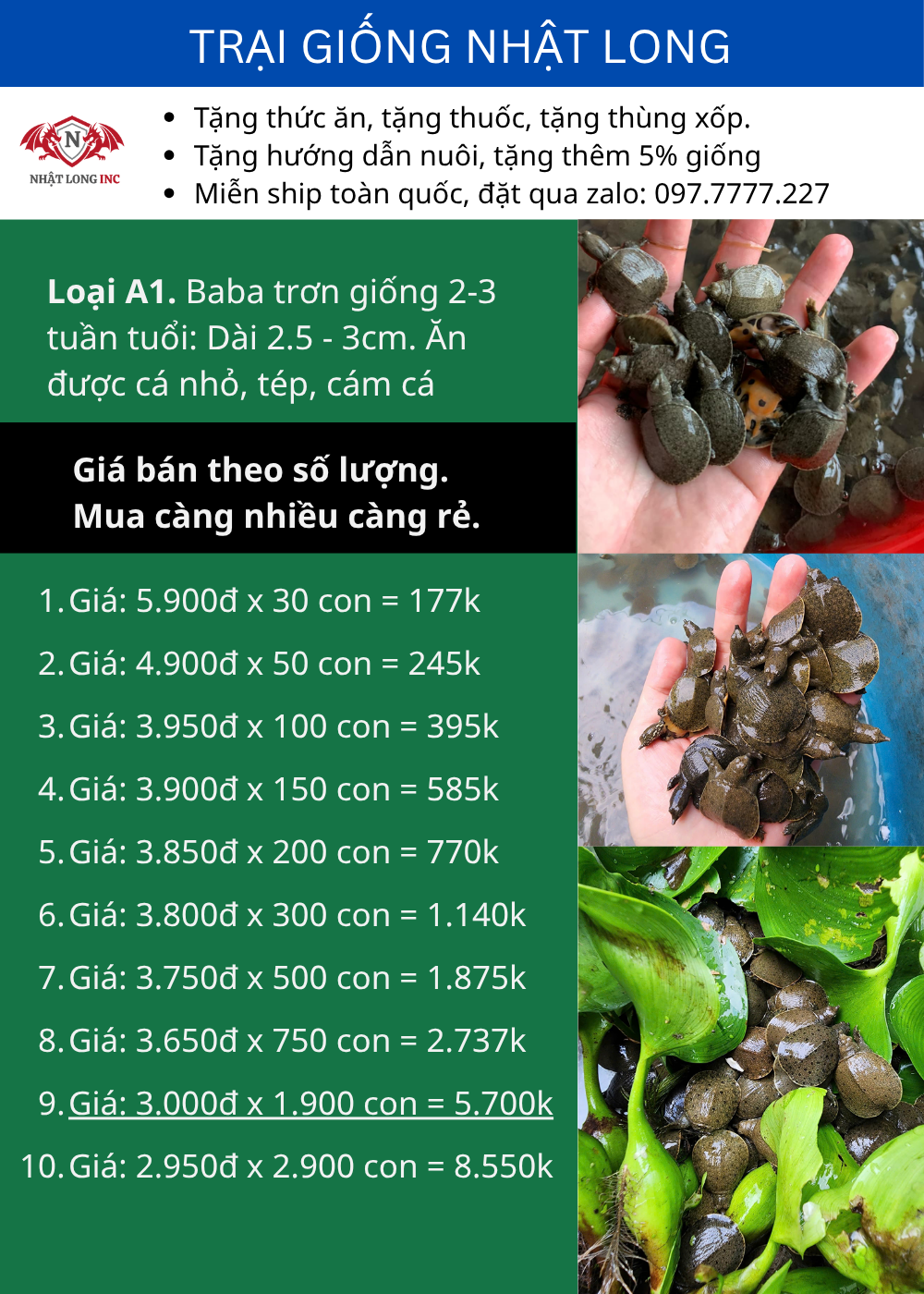Bảng giá Ba Ba giống size 2 đến 3 tuần tuổi. Giá 3.000đ / con