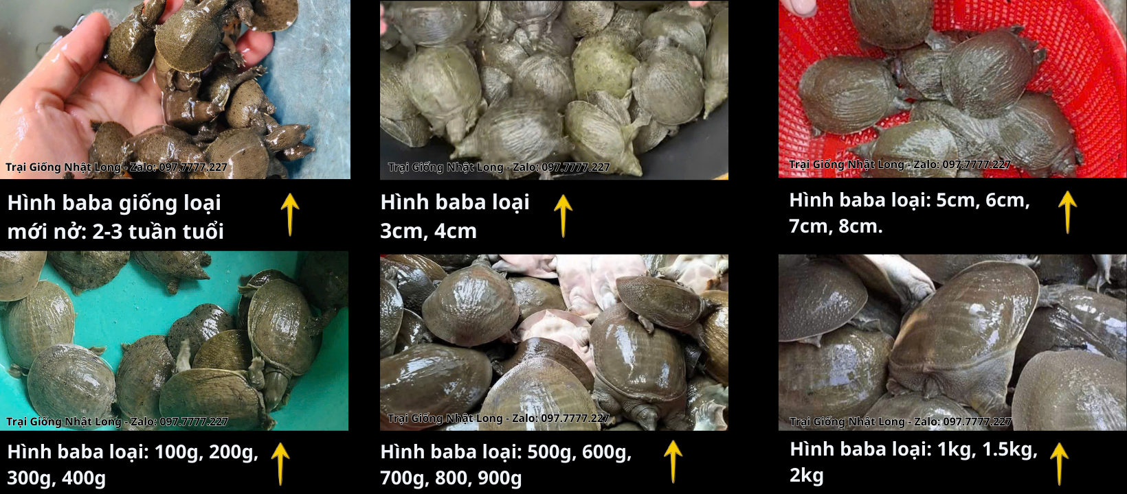 Hình ảnh các loại baba giống tại Trại Giống Nhật Long